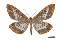 藏品(狹翅豹紋尺蛾)的圖片